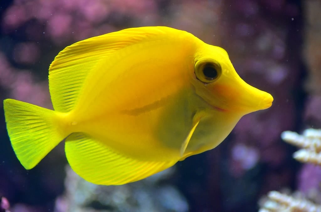 Ten Popular Tang and Surgeon Fish Species