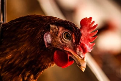 Orloff Chicken Facts: Lifespan and Care Guide