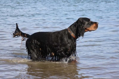 Gordon Setter: Information, Behavior, & Care