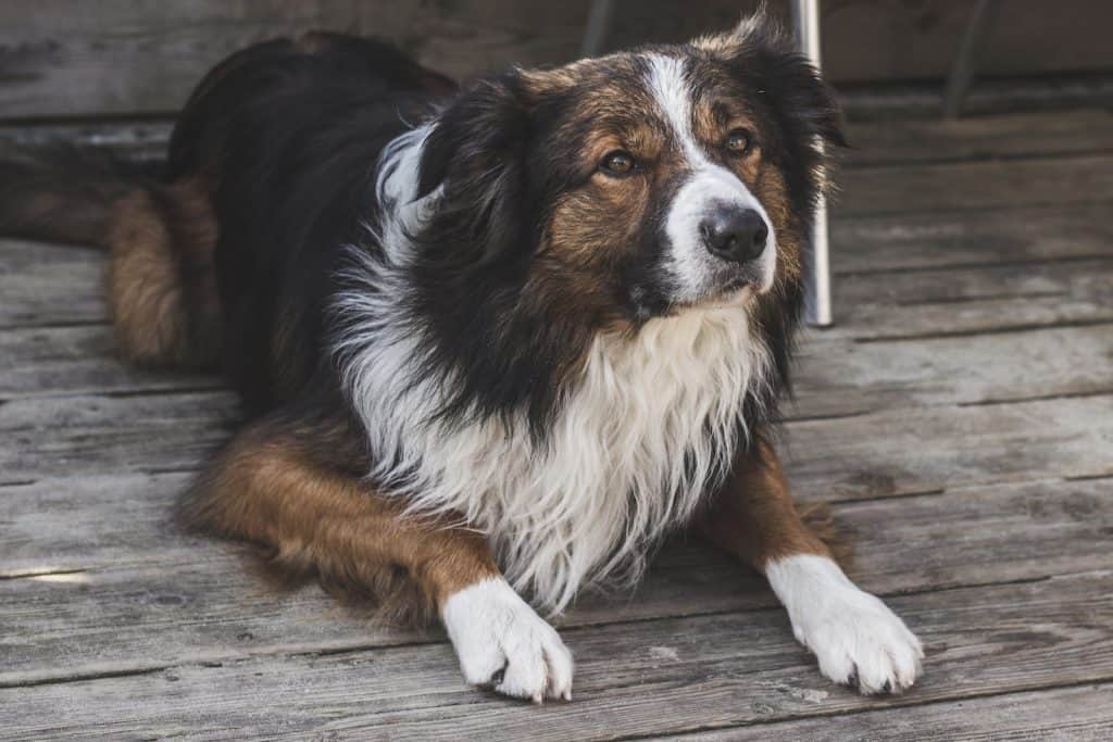 The Complete Guide About Greek Sheepdog: Info, Care, and More!