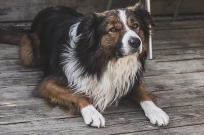 The Complete Guide About Greek Sheepdog: Info, Care, and More!