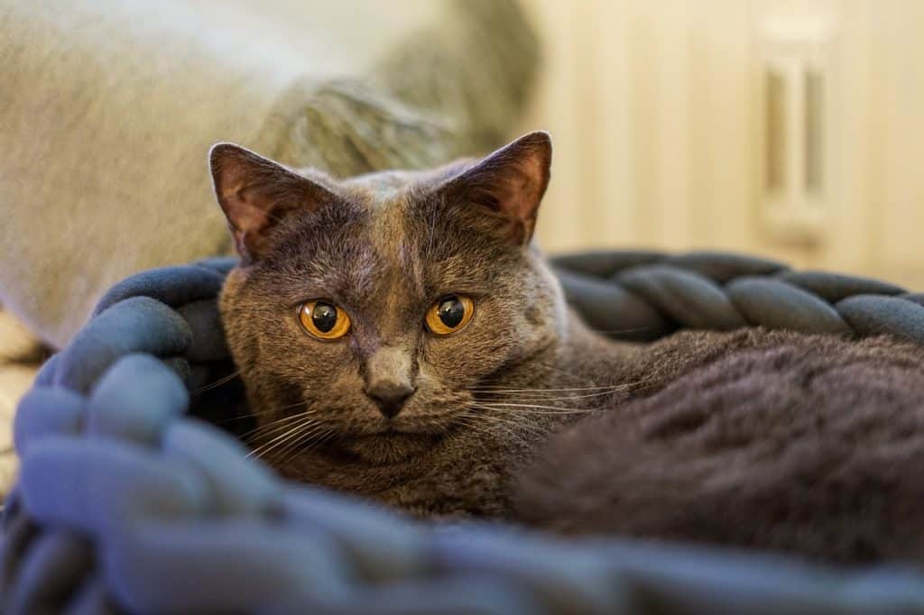 chartreux, cat, pet-6566113.jpg