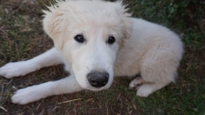 Great Pyrenees: Information, Behavior, Care, and Breed Guide!