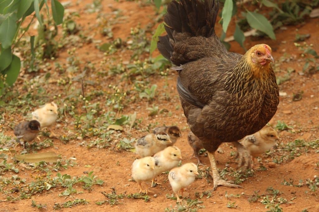 Chickens Walking on the Dirt Ground
