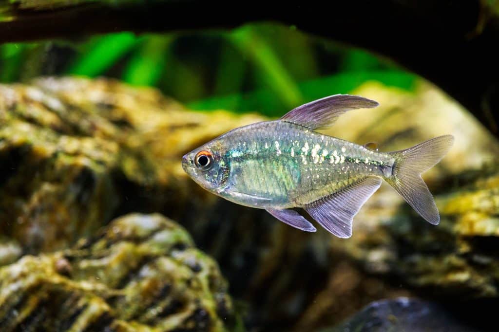 diamond tetra, fish, aquarium