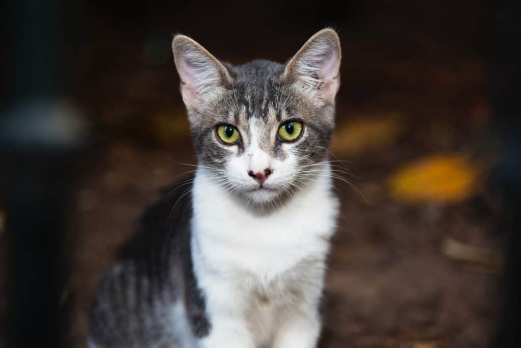 white and gray cat sitting on brown surface