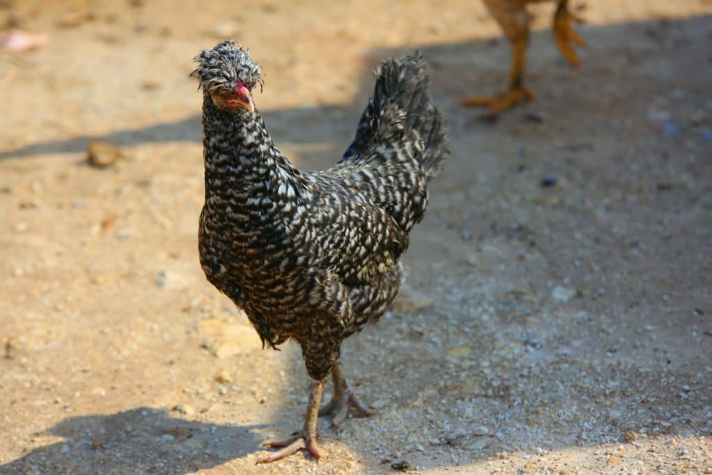 Close-Up Photo of a Chicken