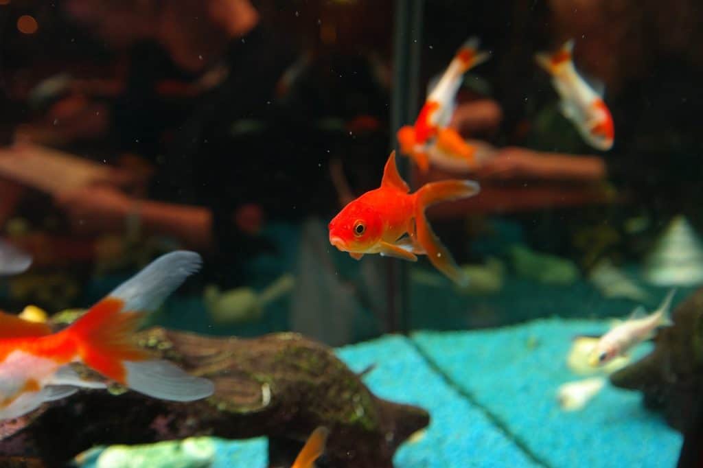 fishes, goldfish, freshwater fish