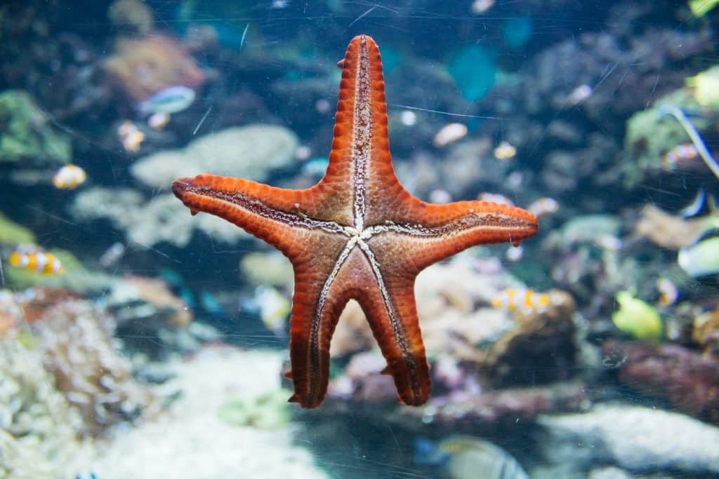 13 Popular Types of Saltwater Starfish for Aquariums