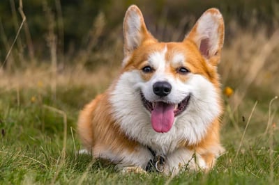 16 Best Farm Dog Breeds to Live on a Ranch