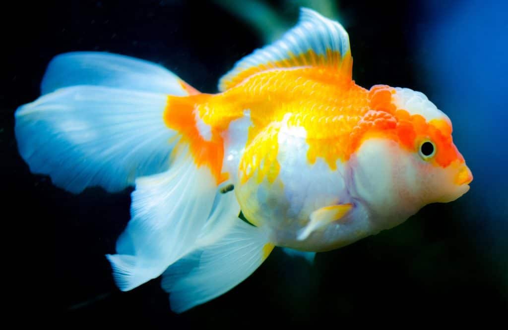 Ranchu Goldfish: Quick Facts, Behavior, &#038; Care Guide