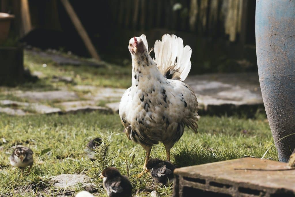 White Hen Standing Beside Flower Pot
