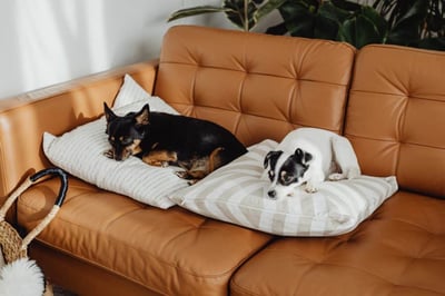 Top 7 Best Couch Materials and Fabrics for Dogs
