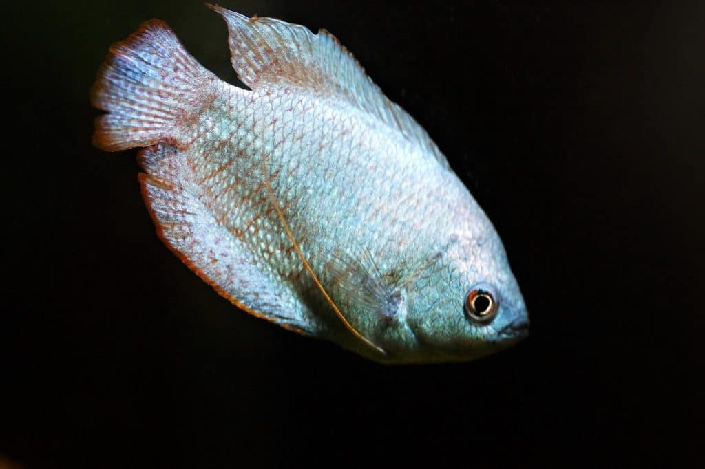 gourami, scrubby, male