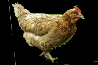 10 French Chicken Breeds – A Comprehensive Guide
