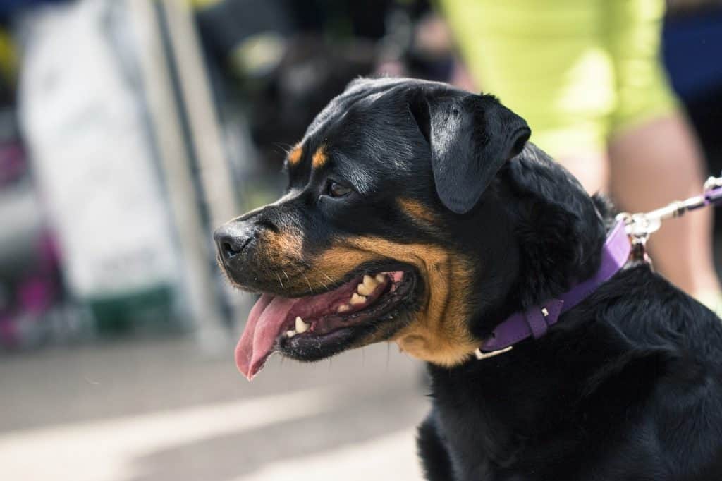 dog, animal, rottweiler-2860910.jpg