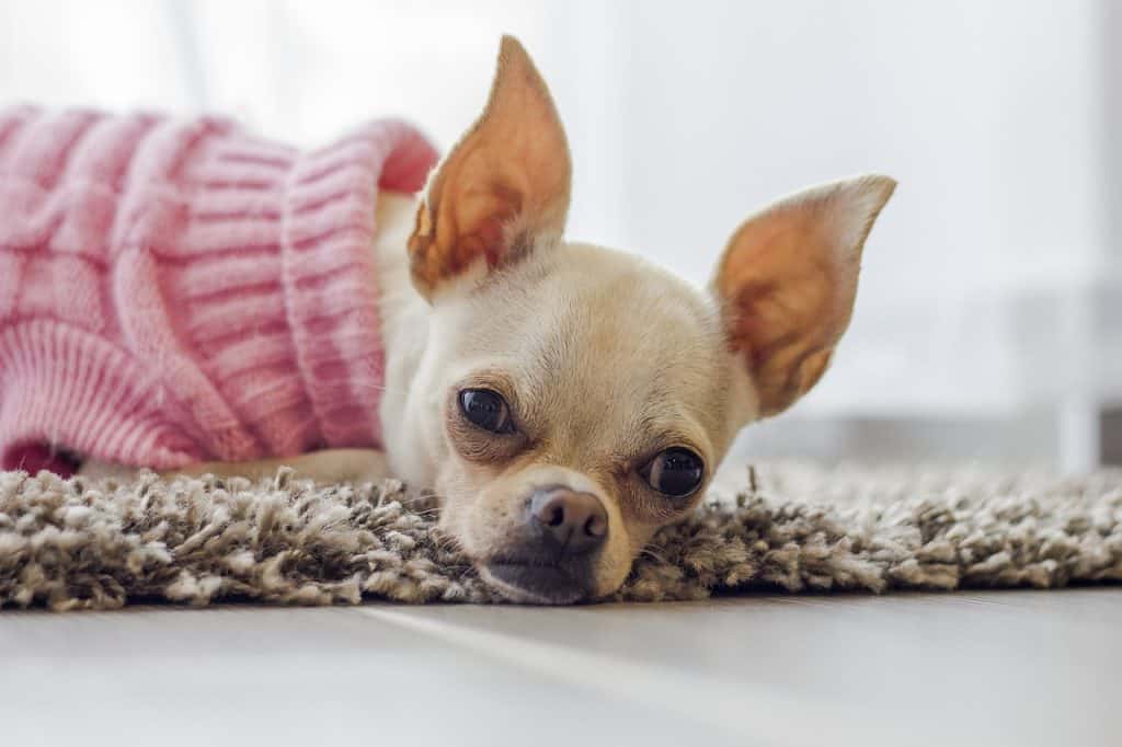 chihuahua, dog, puppy-2769980.jpg
