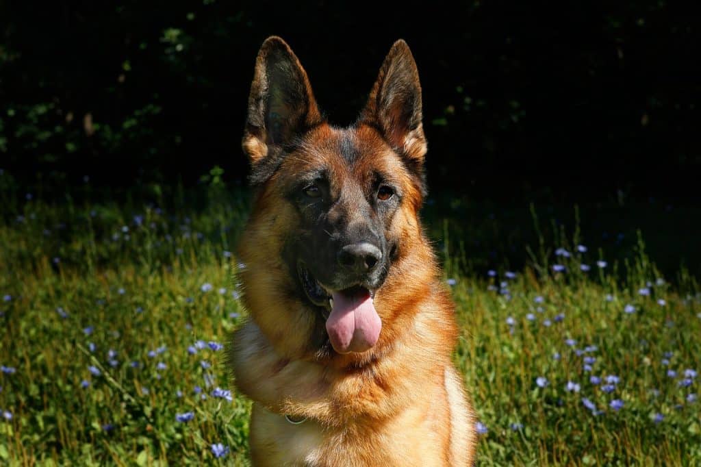 dog, german shepherd, friend of human