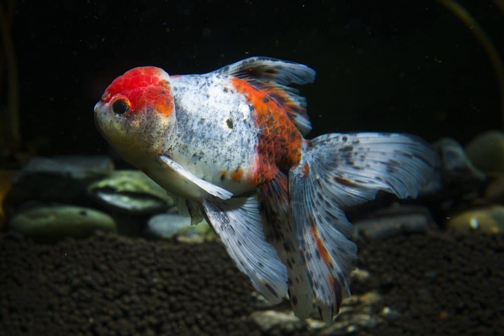 Shubunkin Goldfish: Quick Facts, Behavior, &#038; Care Guide!