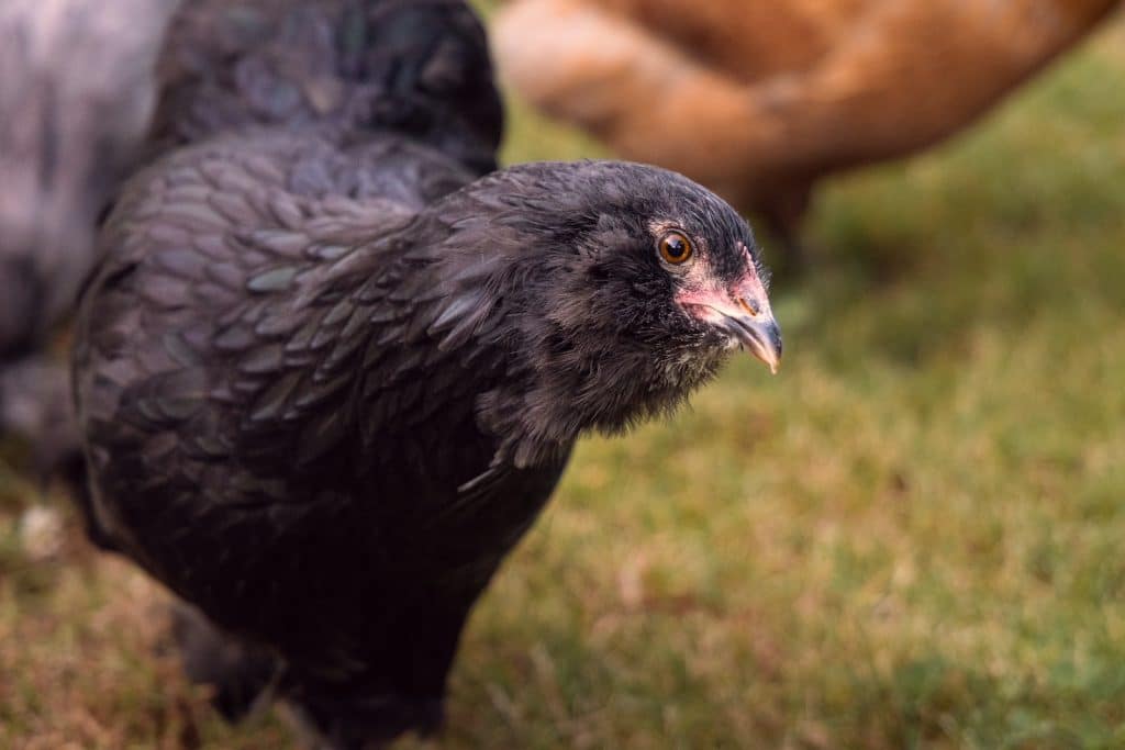 Close-Up Photo of a Black Chicken