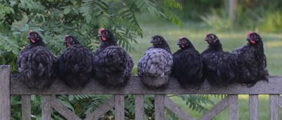 Jubilee Orpington Chicken: Facts, Traits & Care