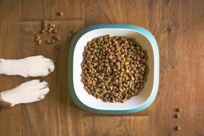 Can Hamsters Consume Dog Food? Here’s What You Need to Know!