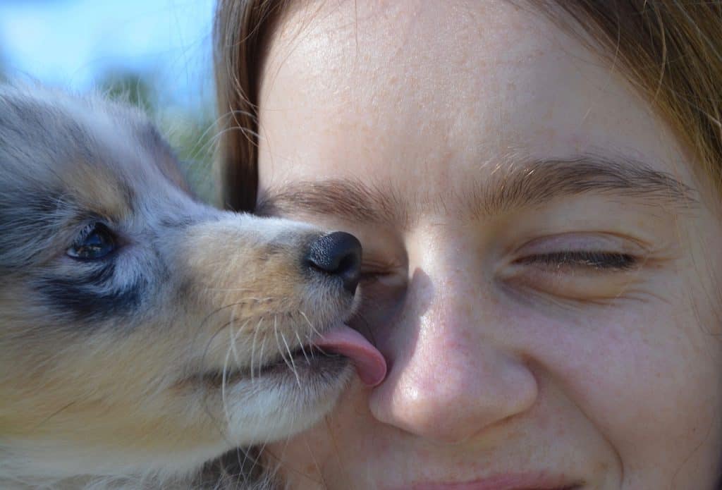 kiss, kisses, dog-2667280.jpg