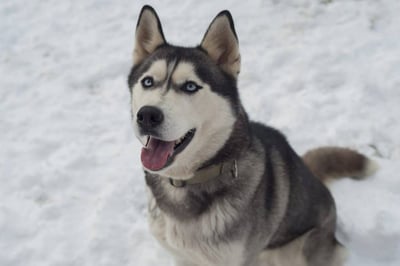 10 Stunning Kinds Husky Breeds with Images