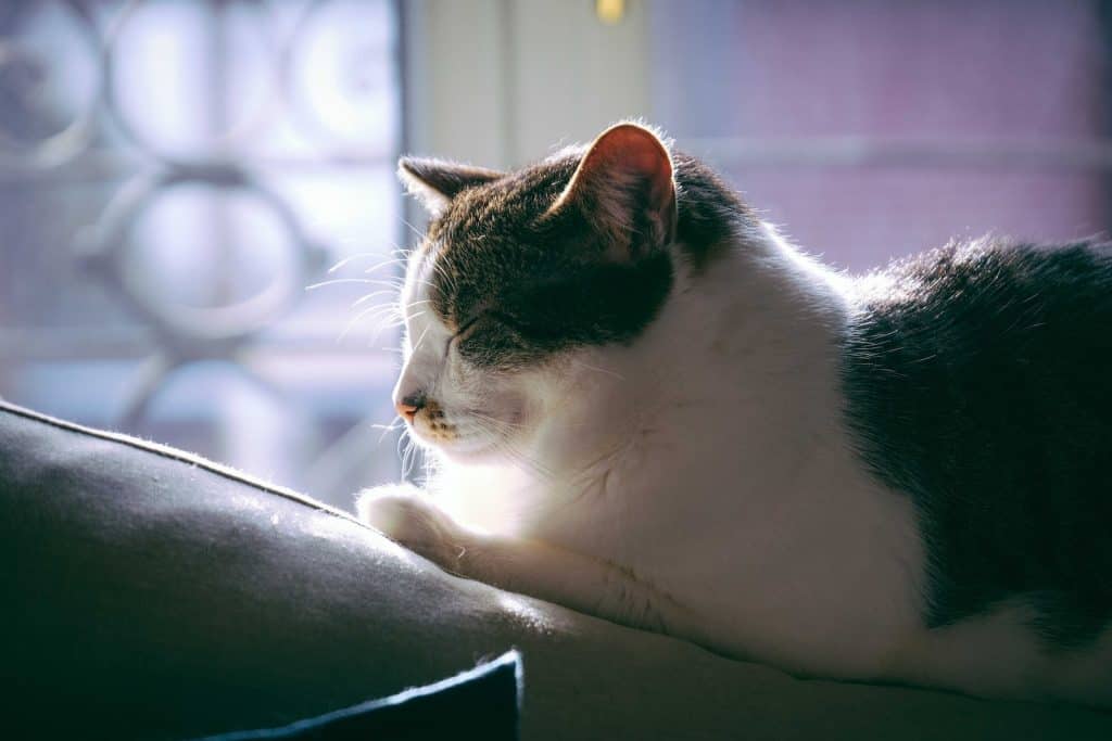 Five Methods To Stop a Cat From Scratching Your Furniture