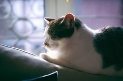 Five Methods To Stop a Cat From Scratching Your Furniture