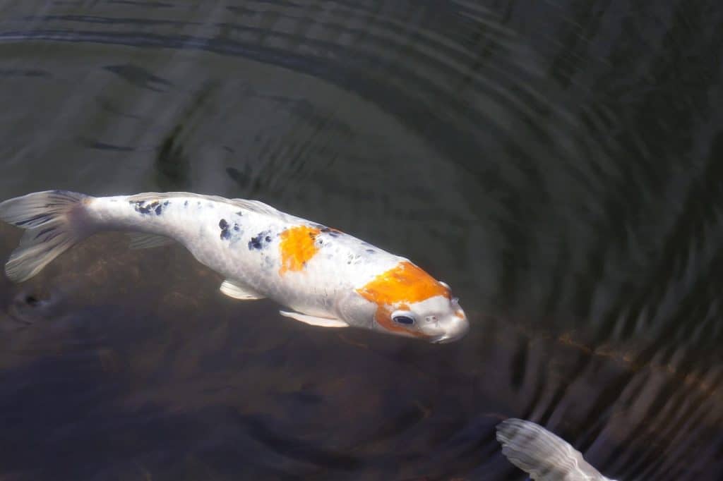 brocade carp, koi, carp