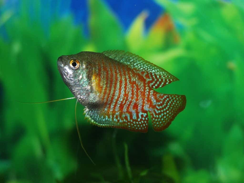fish, gourami, tank