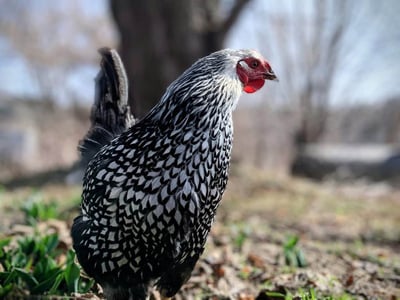 Wyandotte Chicken: Facts, Lifespan, Traits & Care