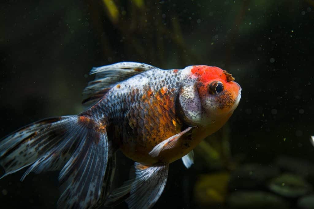 pets, ornamental fish, goldfish