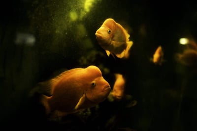 Oranda Goldfish: Facts, Varieties, Care Guide, & More