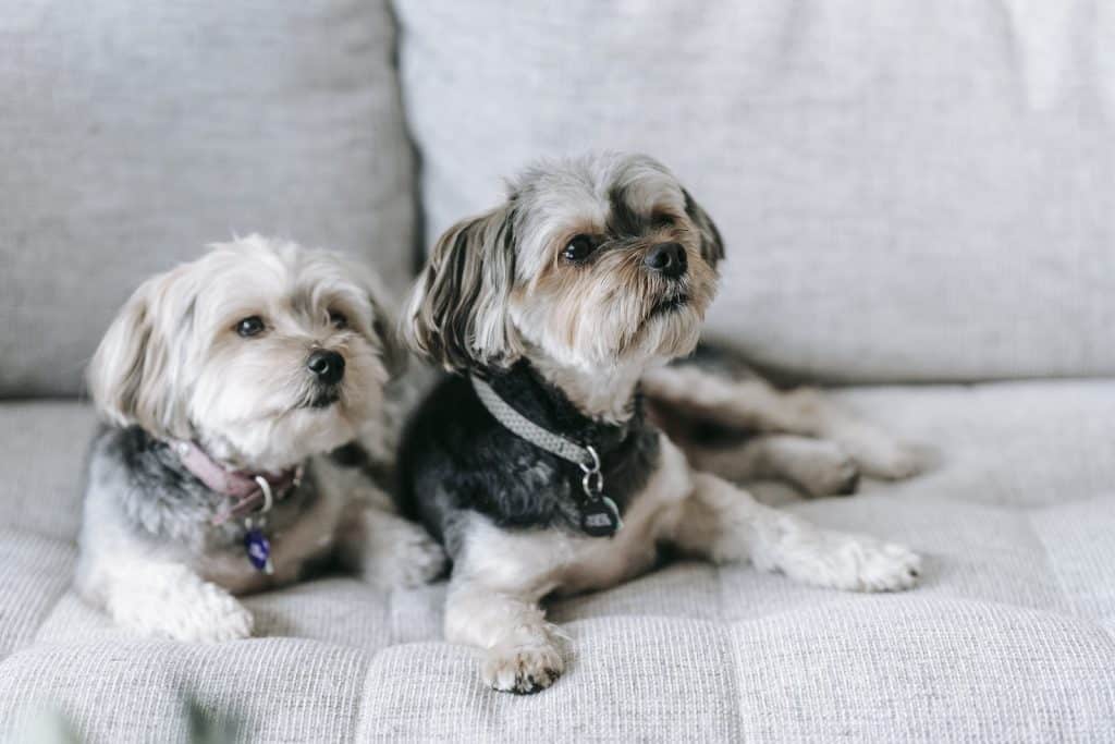 Two adorable Morkie dogs sitting on soft sofa and looking away in apartment