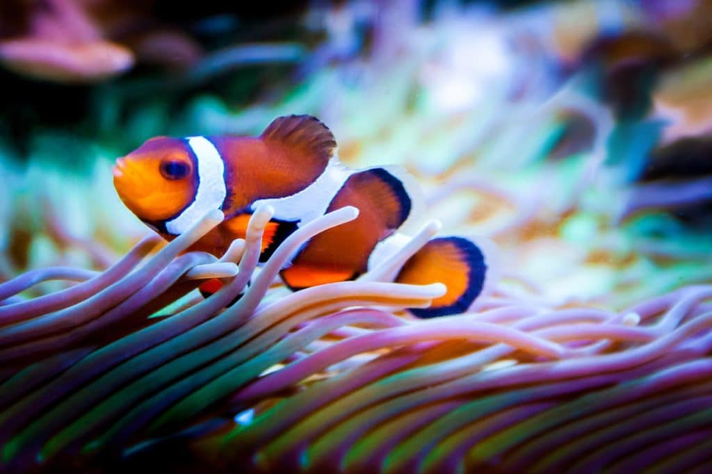 13 Clownfish Species to Add to Your Aquarium