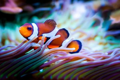 13 Clownfish Species to Add to Your Aquarium