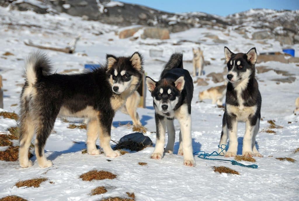 greenland, greenland dog, dogs