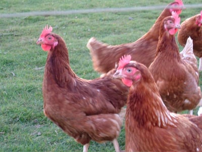 15 Chicken Breeds That Survive Cold Weather