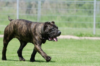 Dogo Canario Dog Breed: Facts, Temperament & Traits