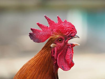 10 Game Chicken Breeds Used as Fighter Fowls