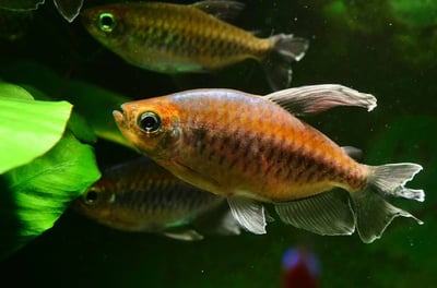 25 Well-Known Types of Tetras in 2023