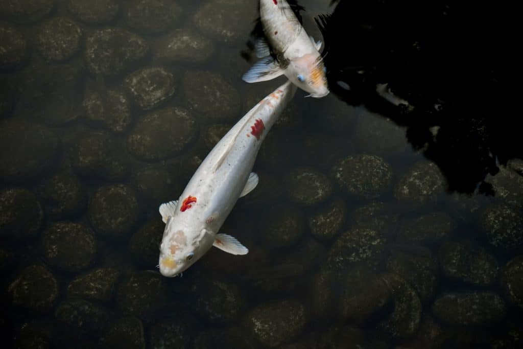 two silver Koi fish
