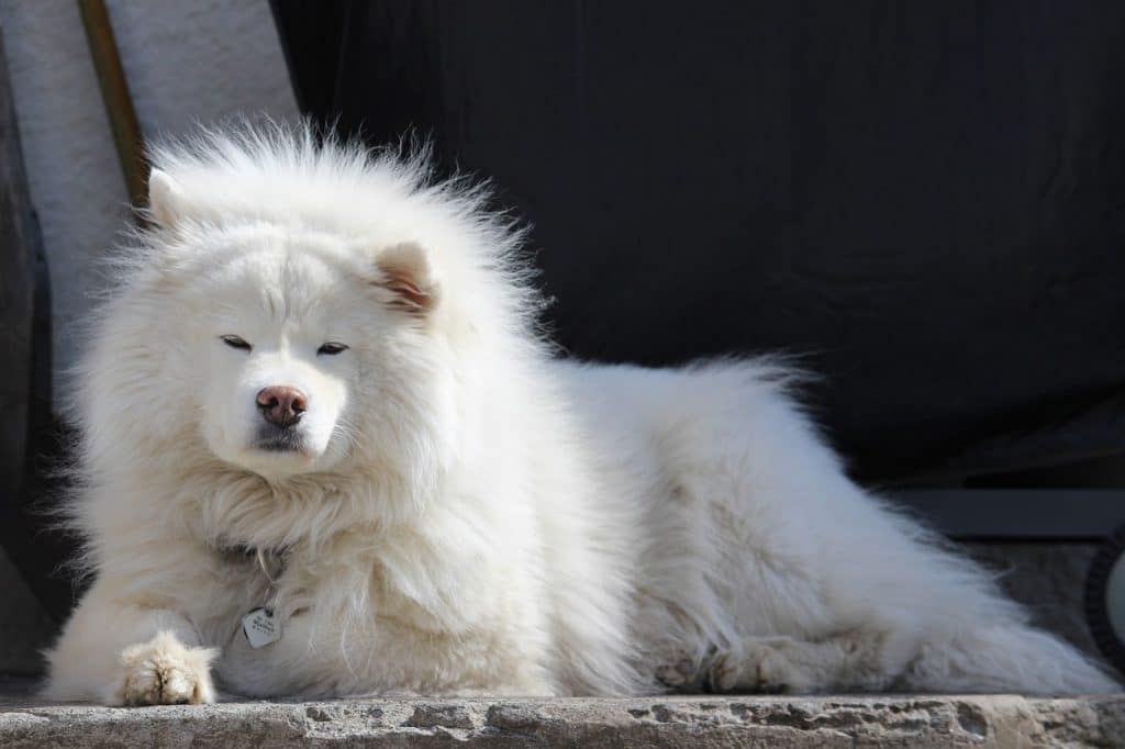 dog, large, white