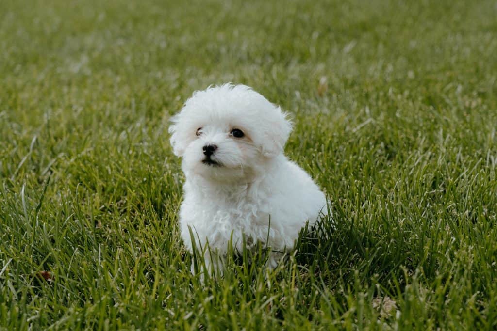 white long coat small dog on green grass field during daytime