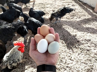 The Top 15 Egg-Laying Chicken Breeds