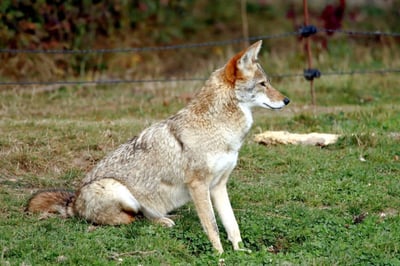 Are Coyotes Capable of Attacking and Eating Cats? Here’s What You Should Know!