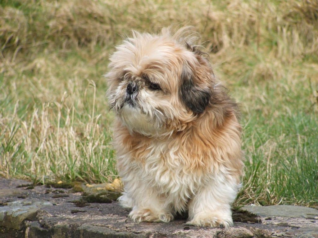 The top 10 Shih Tzu Hairstyles and Trims for 2023