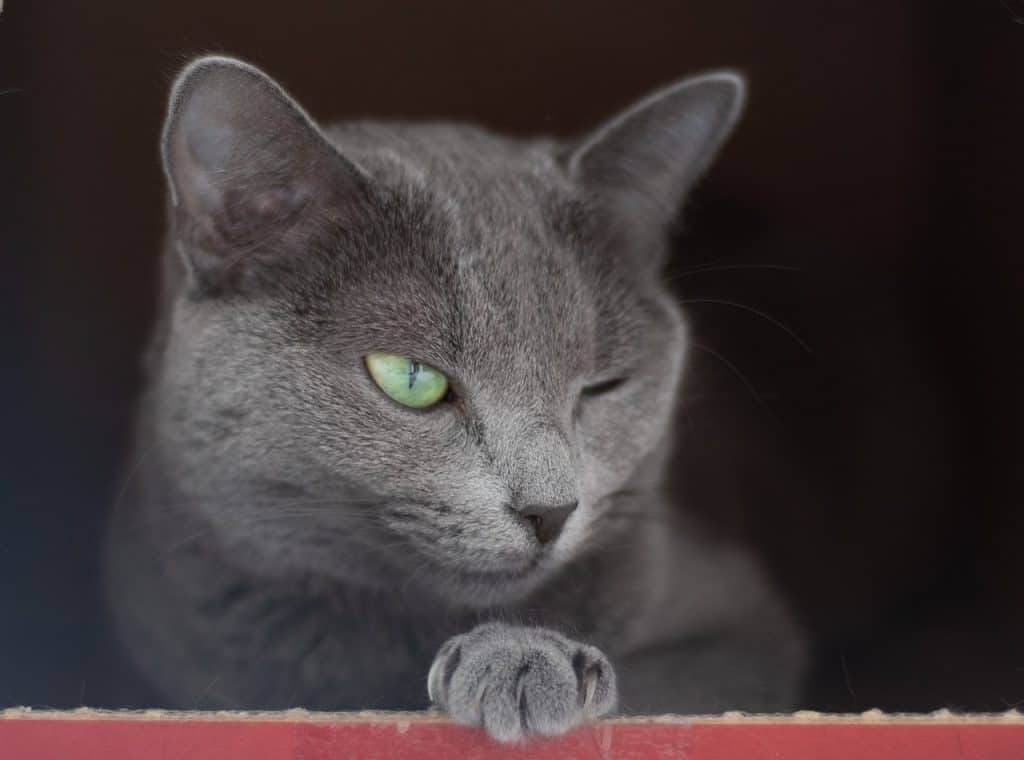 cat, animal, relax-4540441.jpg